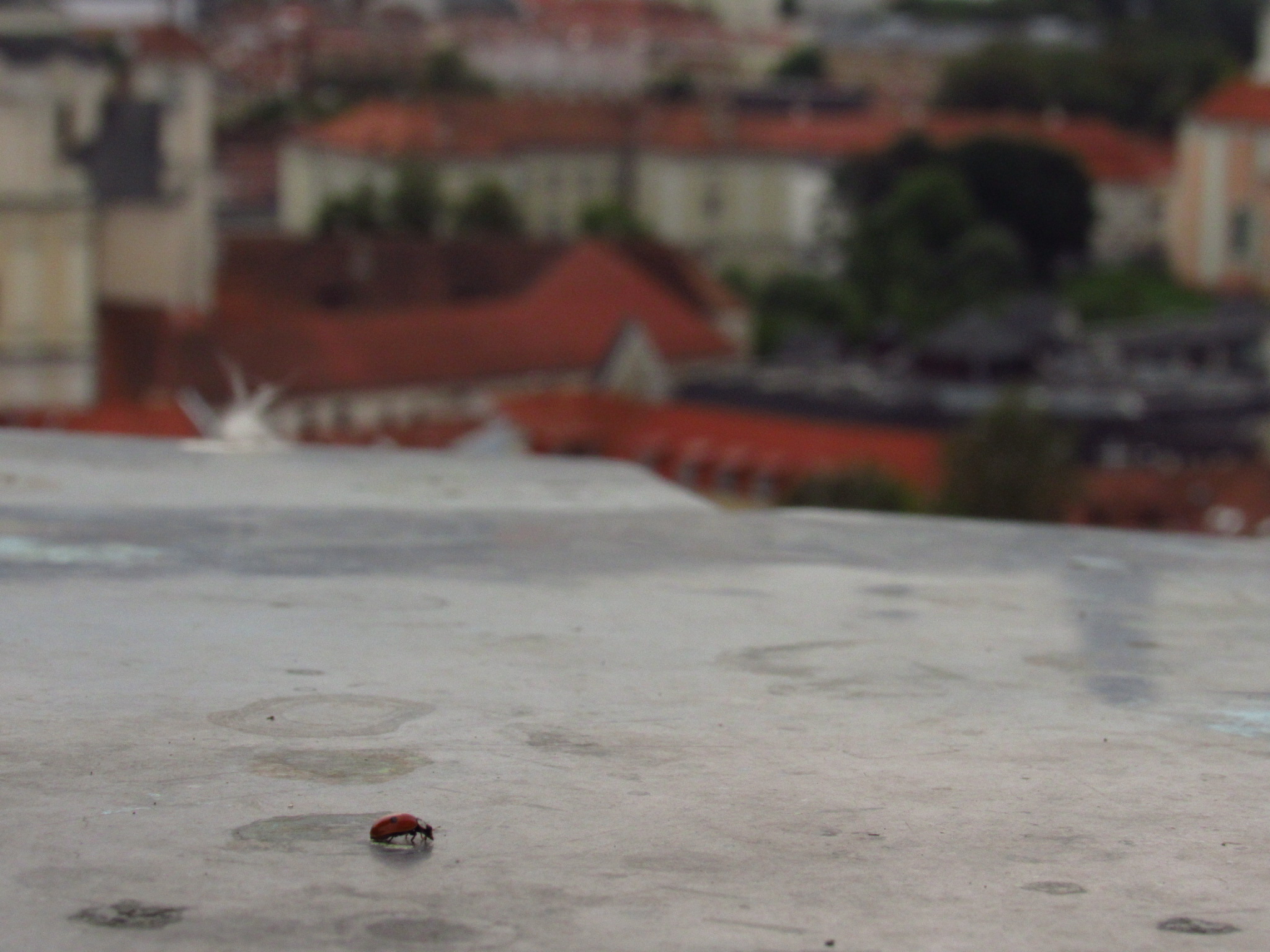 Ladybug in Vilnius