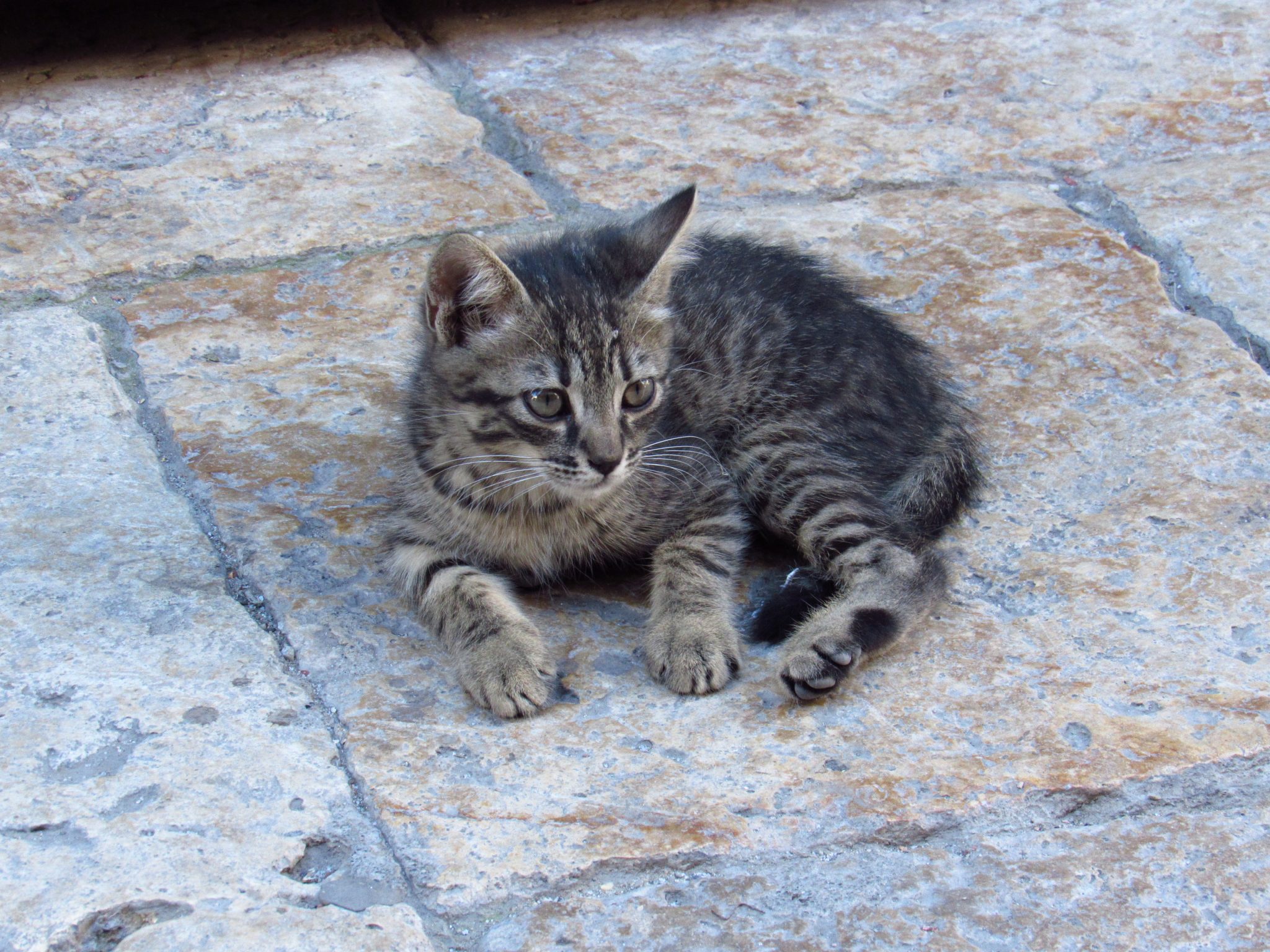 Kitten in Skopje